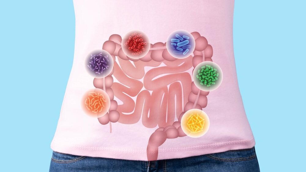 Intestine of woman with good bacteria set lactobacillus, lactococcus, propionibacterium, bifidobacterium, streptococcus thermophilus, bulgaricus. Healthy digestive systems.