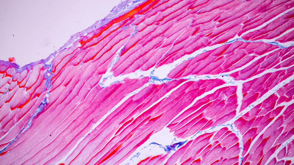 Micro close up of muscles and tissues representing the basic understanding of our muscles